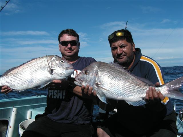 Garden Island Snapper